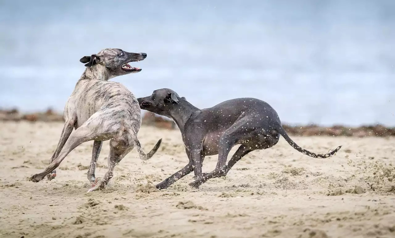 5 Common Misconceptions about Greyhound Care Debunked