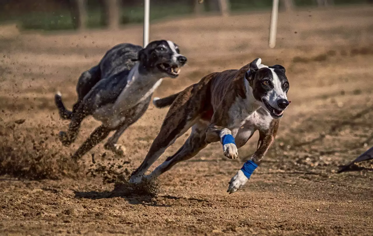 5 of the Most Prestigious Greyhound Races Worldwide