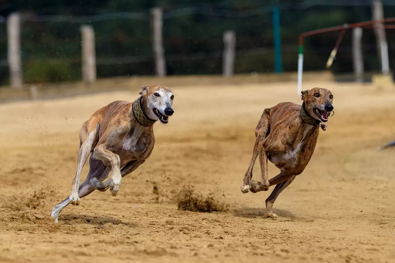 History and Legacy of Greyhound Racing Venues