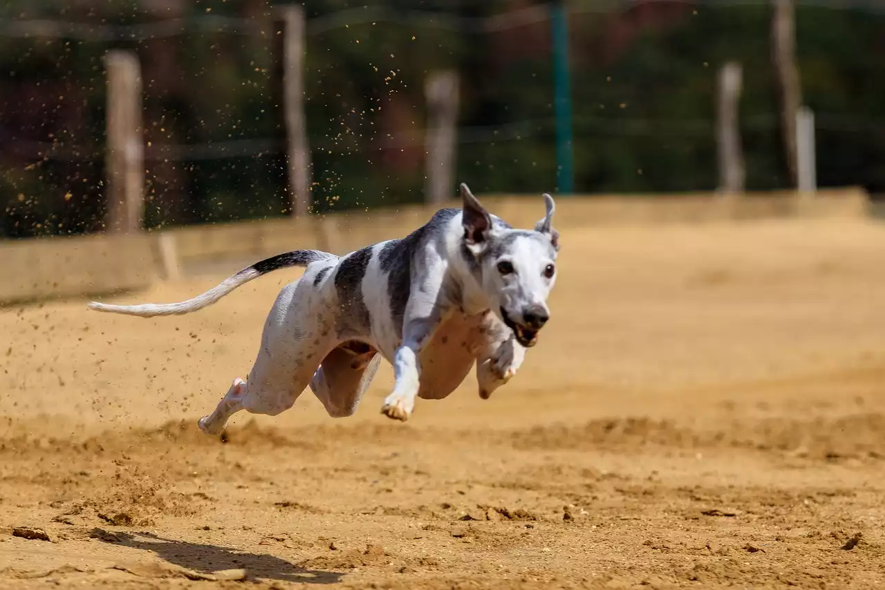 Top 10 Most Unbelievable Greyhound Racing Wins