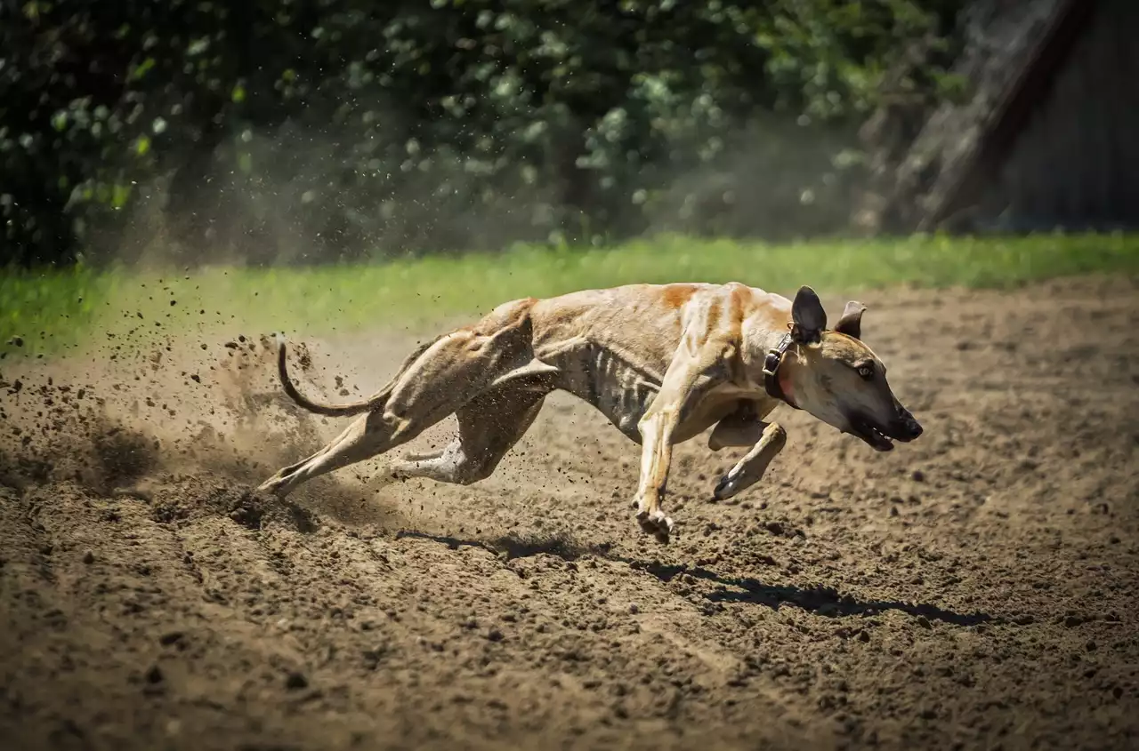 10 Fastest Greyhounds and Their Remarkable Achievements