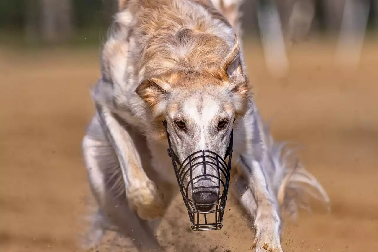 Introduction to Famous Greyhound Racecourses