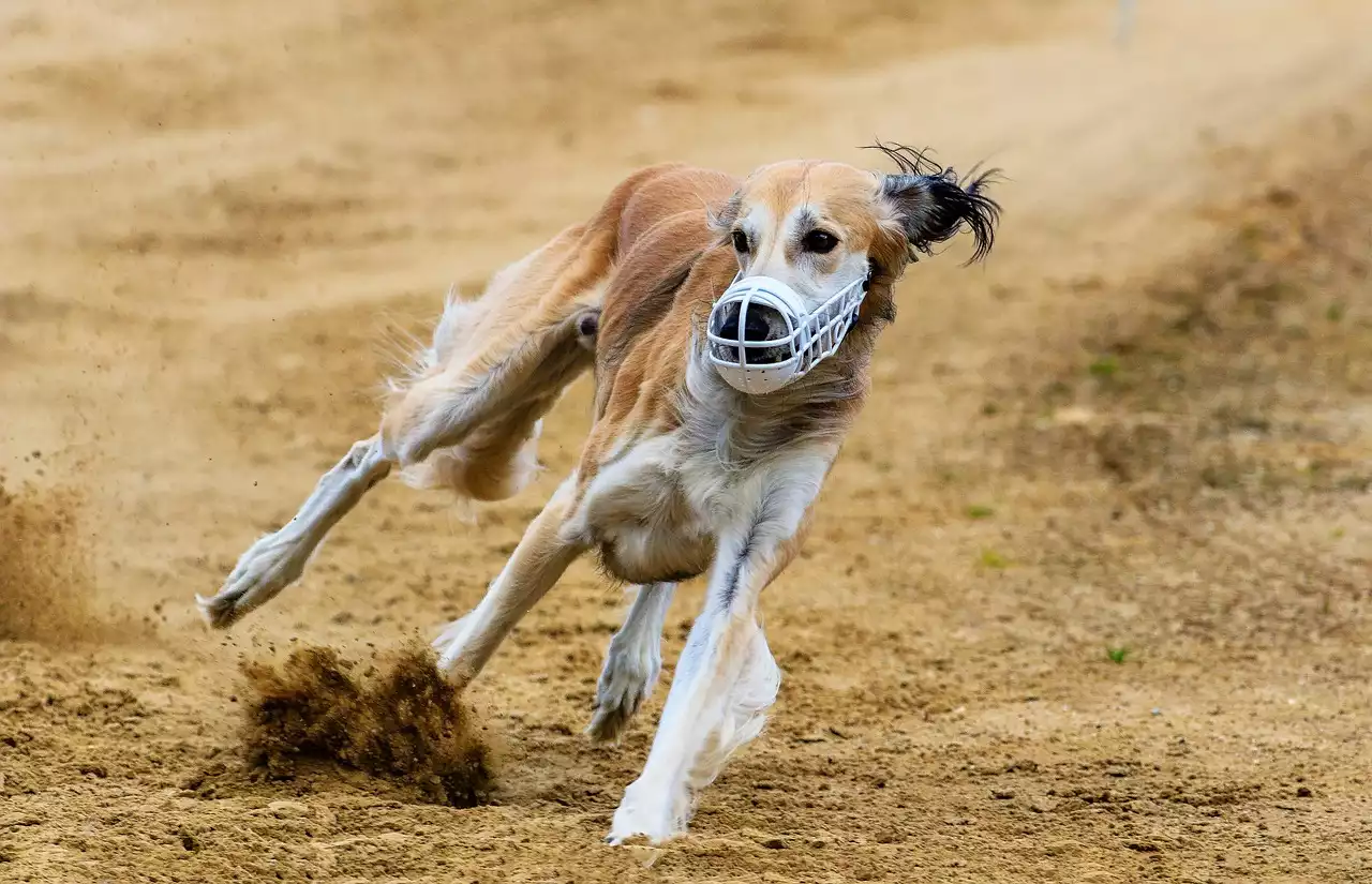 The Essentials of Greyhound Training for Racing