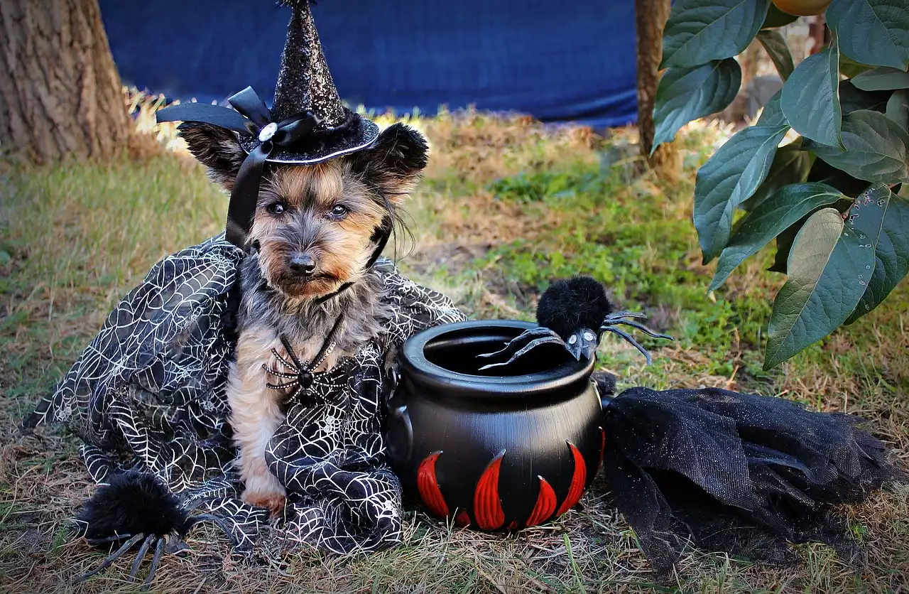 Halloween Costumes for Pets: Dressing Up Your Furry Friends